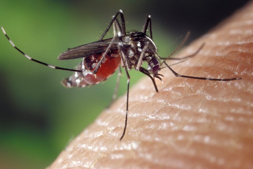 Чому комарі кусають одних людей частіше, ніж інших