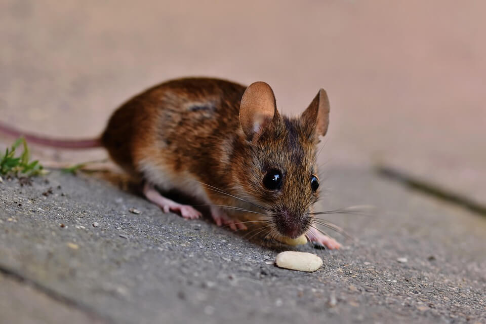 Миша – наукова назва та класифікація 