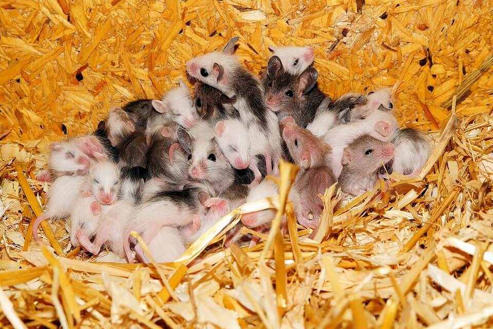 Розмноження миші