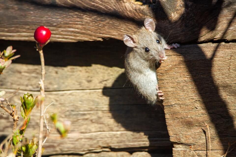 Як відвести мишу від будинку