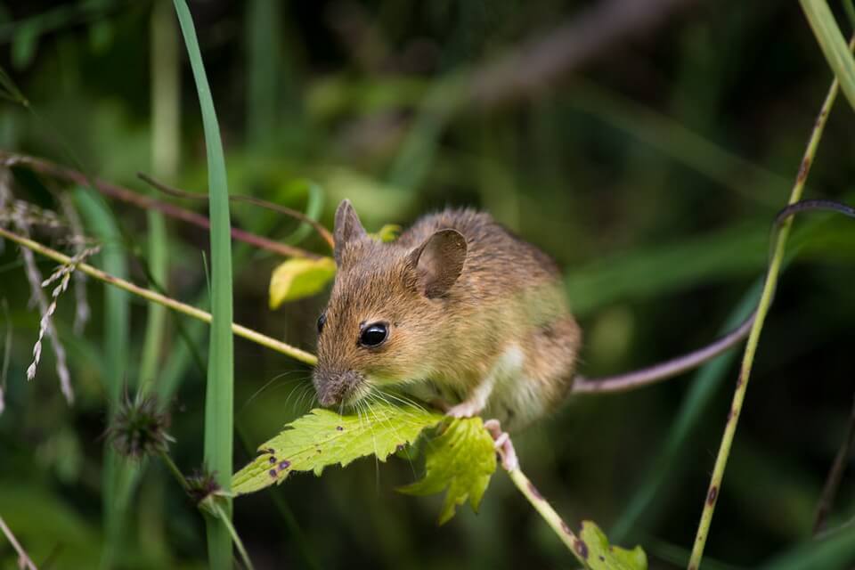 Миша - фото, опис, цікаві факти про тварину
