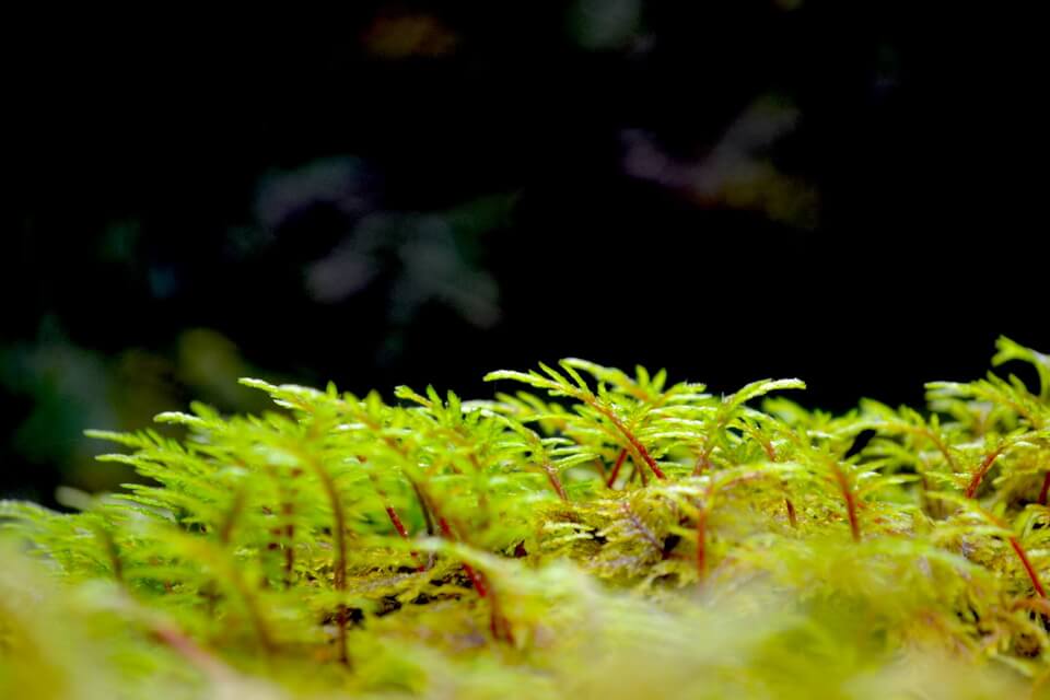 Як виглядає мох сфагнум