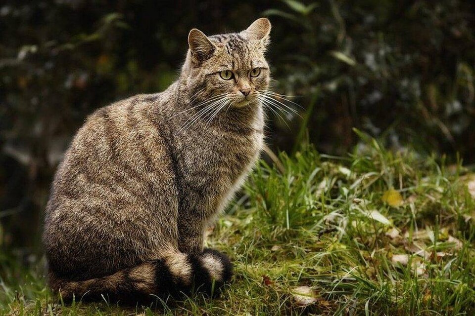 Кіт лісовий – наукова назва та класифікація