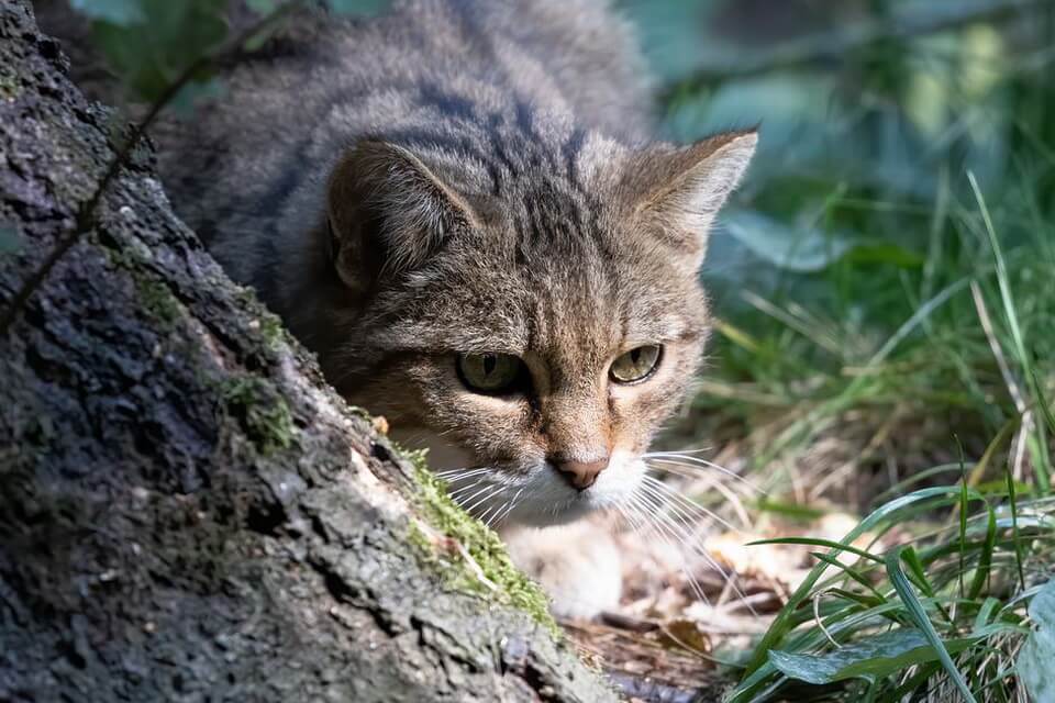 Що їсть кіт лісовий
