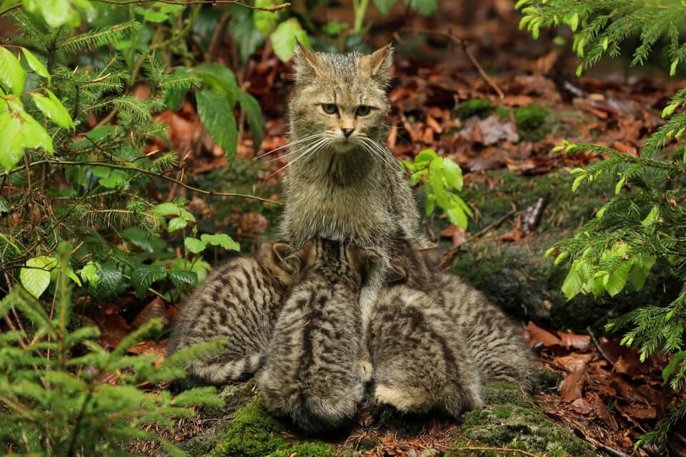 Розмноження лісових котів