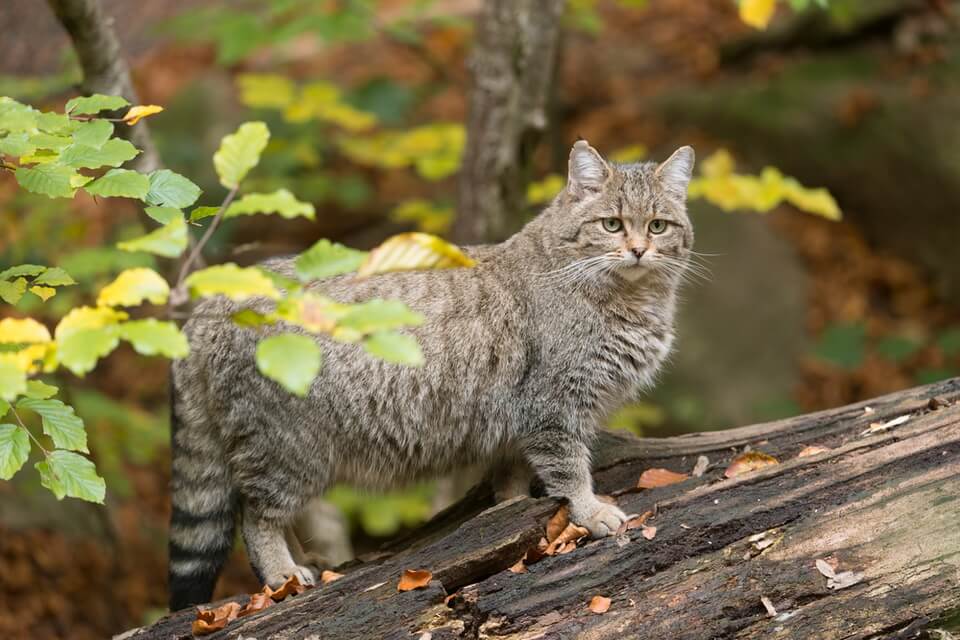 Популяція лісового кота в Україні та світі