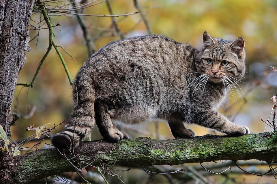 Кіт лісовий - фото та опис тварини