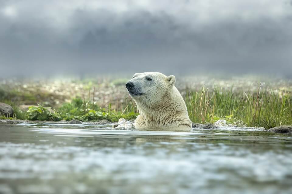 Білий ведмідь – класифікація та наукова назва