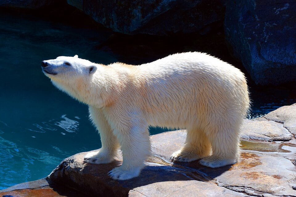 Білий ведмідь – опис тварини