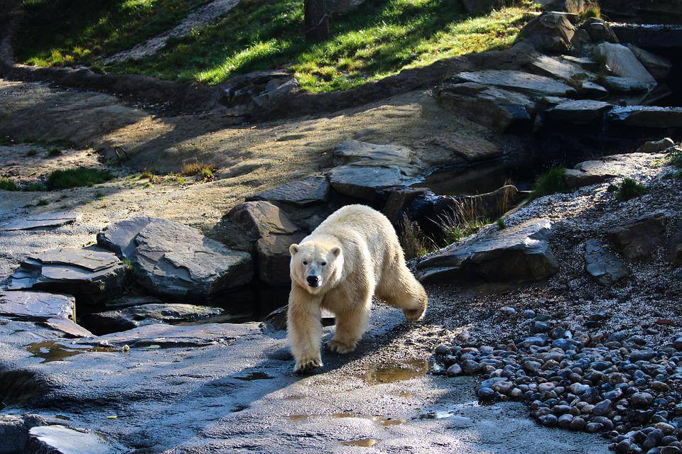 Поведінка та спосіб життя білого ведмедя