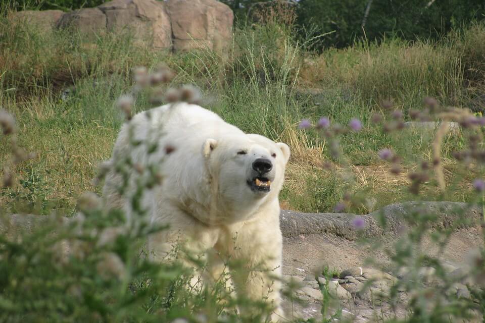 Що їсть білий ведмідь