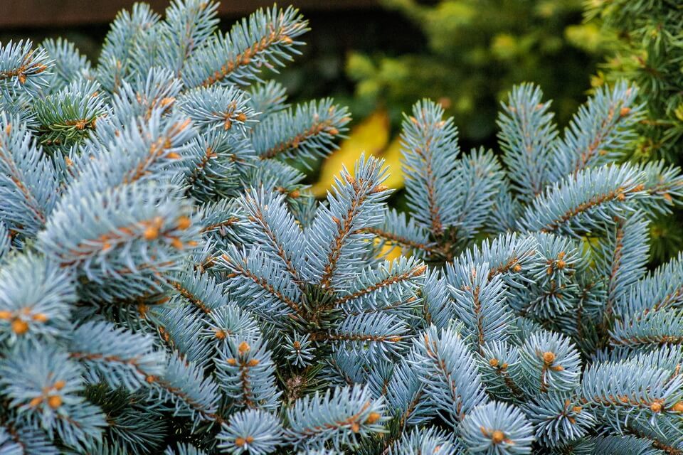 Ялина колюча або блакитна (Picea pungens)