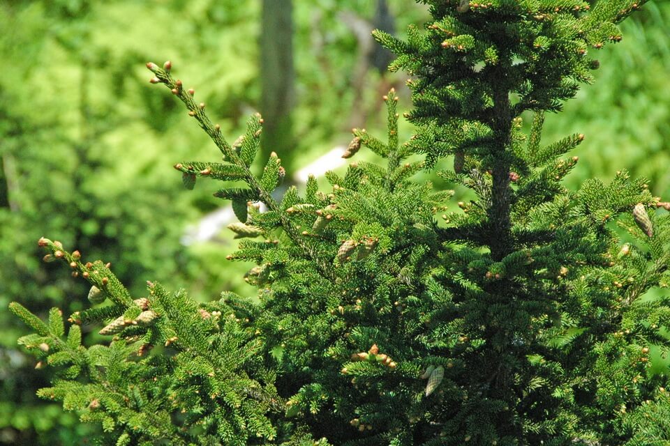 Види ялини з фото та описом - Ялина червона (Picea rubens)