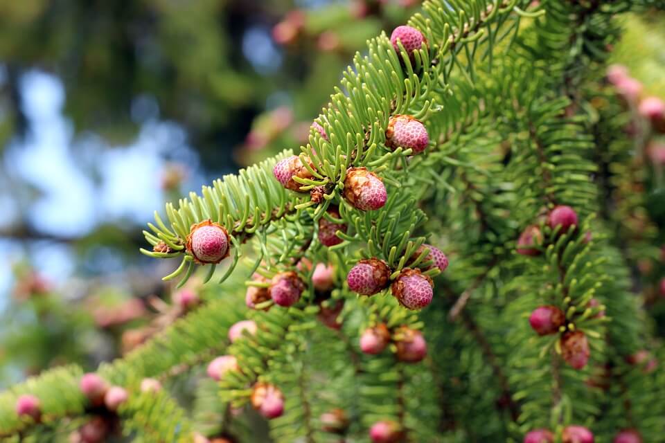 Види ялини з фото та описом - Ялина сибірська (Picea obovata)