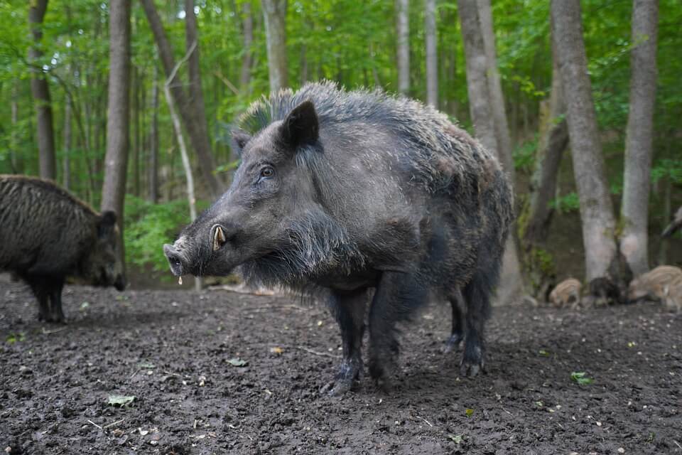 Де живе дика свиня (кабан) – середовище існування