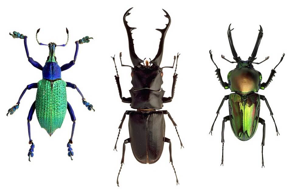Як виглядають жуки