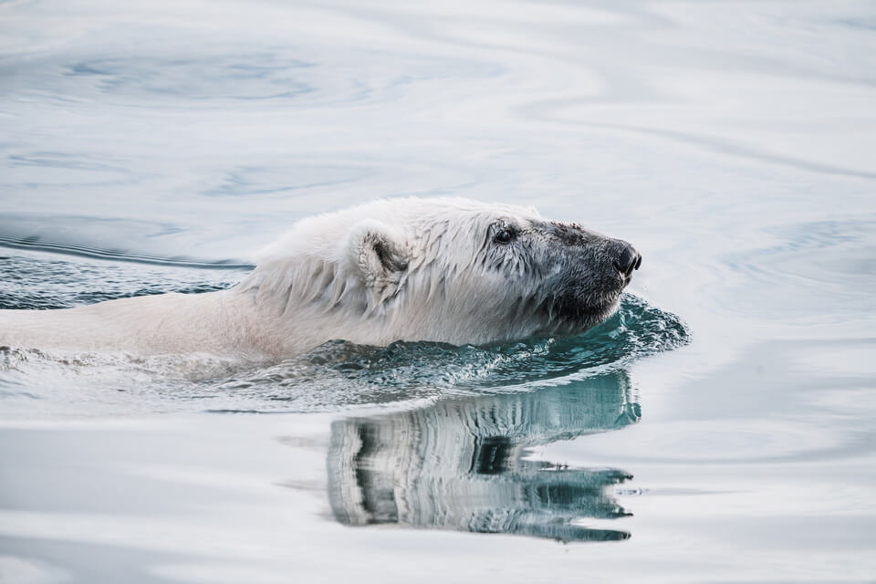 Тварини Гренландії з фото та описом - Білий ведмідь