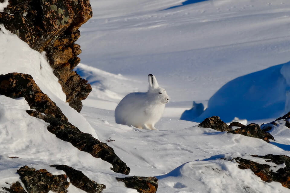 Тварини Гренландії з фото та описом - Заєць арктичний (Lepus arcticus)