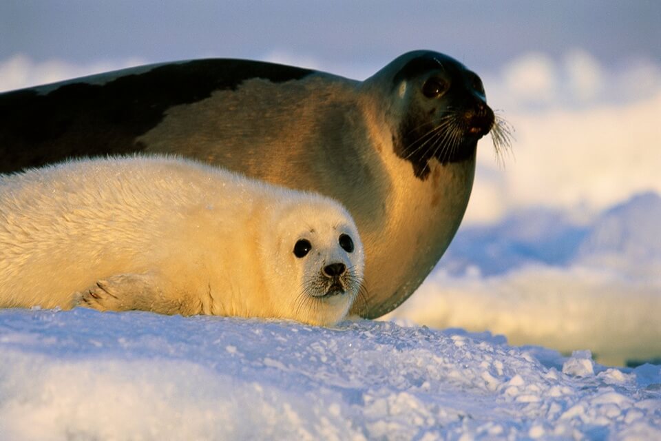 Тварини Гренландії з фото та описом - Тюлень гренландський або лисун (Pagophilus groenlandica)