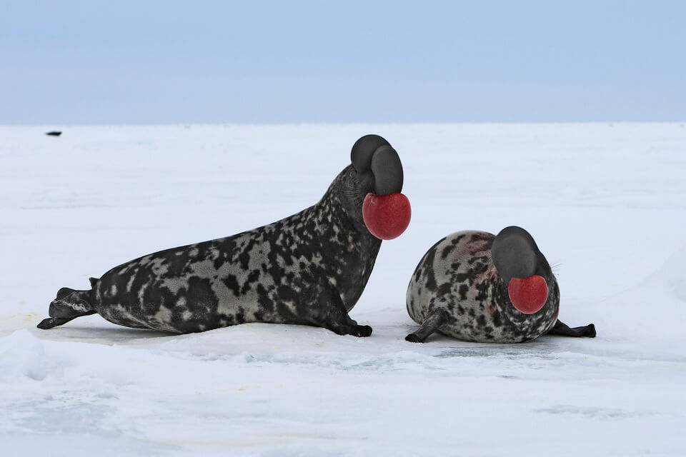 Тварини Гренландії з фото та описом - Чубач плямистий (Cystophora cristata)