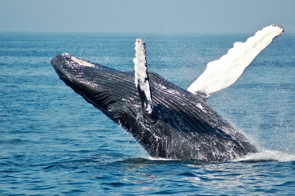 Тварини Гренландії з фото та описом - Горбатий кит або горбач (Megaptera novaengliae)