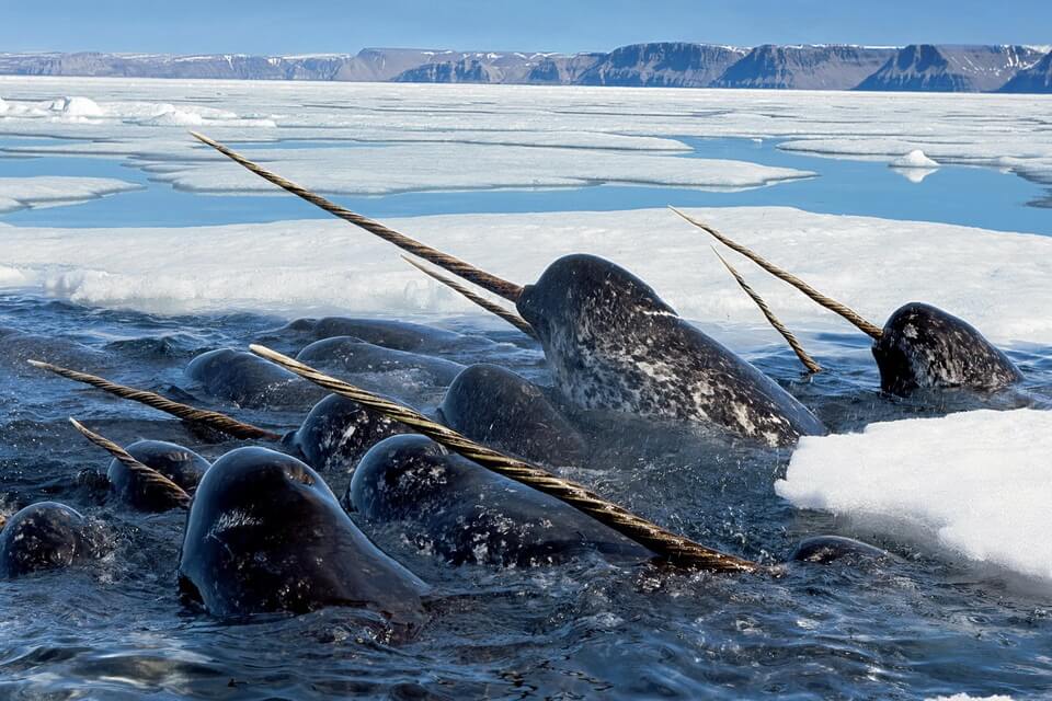 Тварини Гренландії з фото та описом - Нарвал (Monodon monoceros)