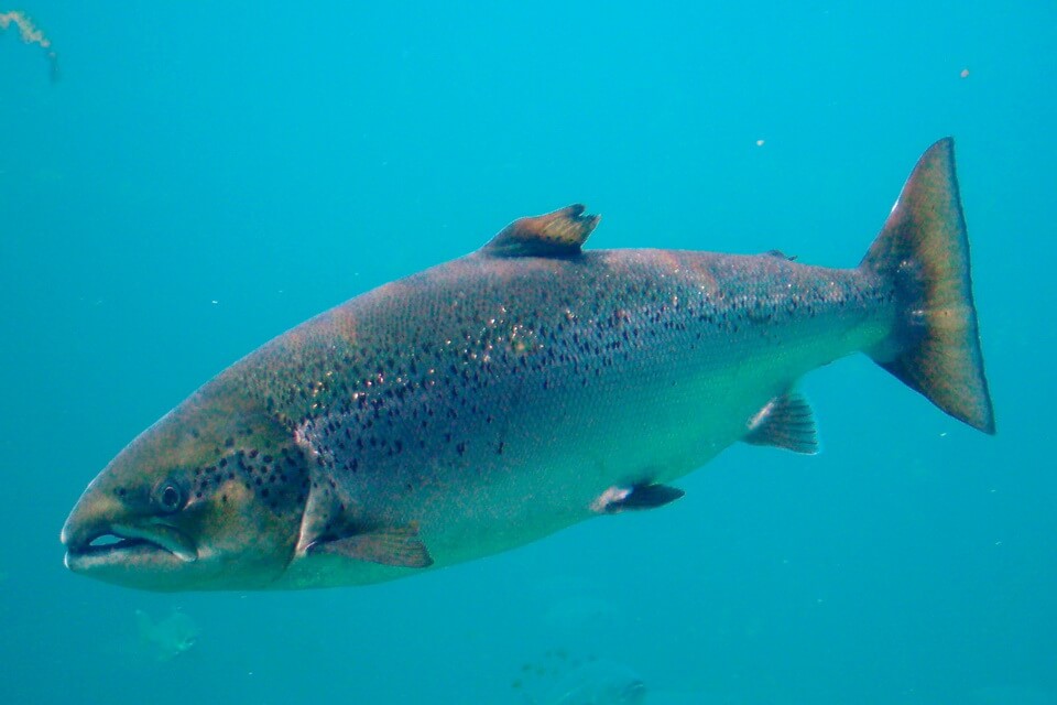 Риба Гренландії - Лосось атлантичний чи озерний або сьомга (Salmo salar)