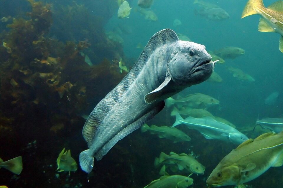 Риба Гренландії - Зубатка (Anarhichas)