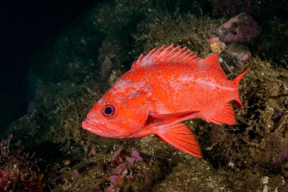Риба Гренландії - Золотий морський окунь або норвезька пікша (Sebastes marinus)