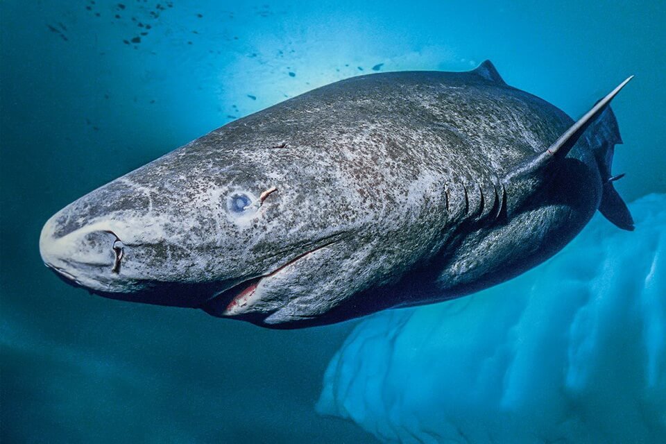 Тварини Гренландії з фото та описом - Акула гренландська або полярна (Somniosus microcephalus)