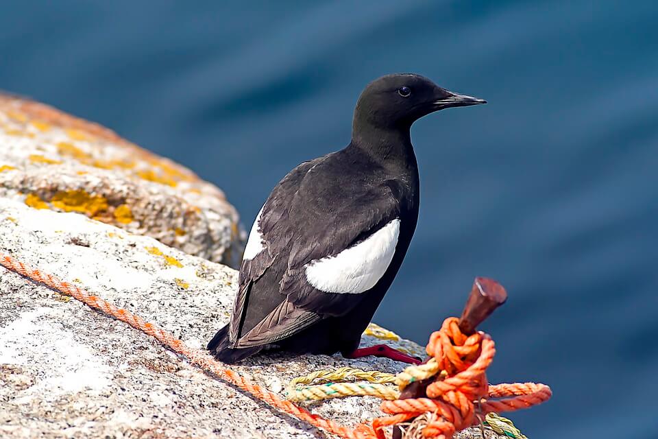 Птахи Гренландії - Чистун арктичний або чорна кайра (Cepphus grille)
