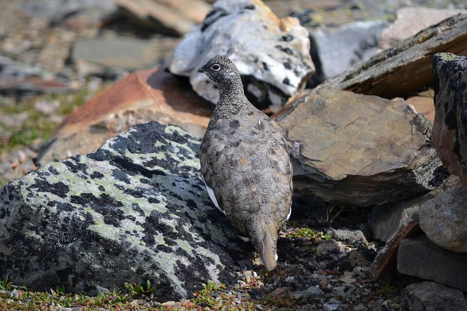Птахи Гренландії - Куріпка тундряна або скельна (Lagopus mutus)