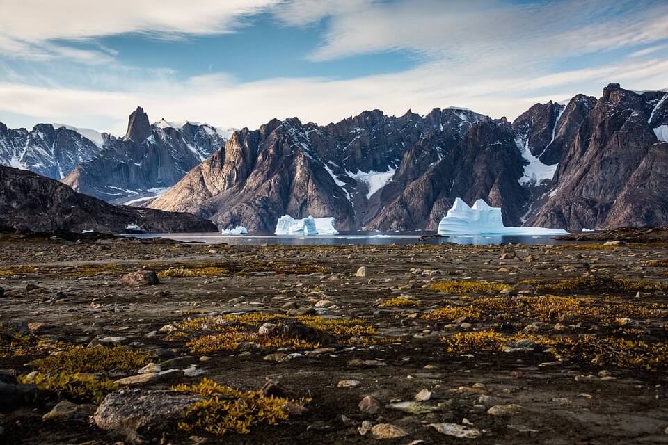 Рослини Гренландії – фото, назви, опис