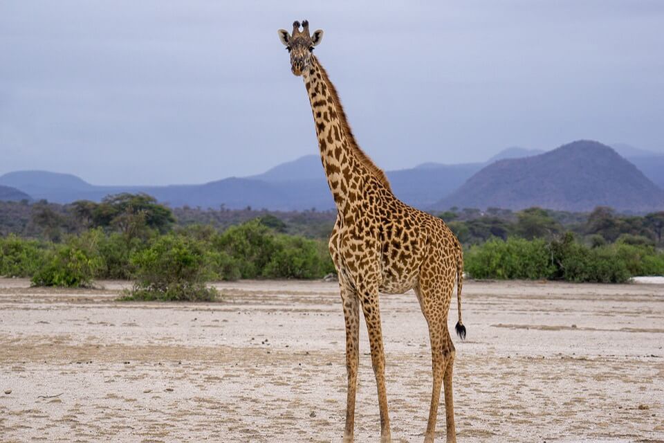 Розміри жирафи