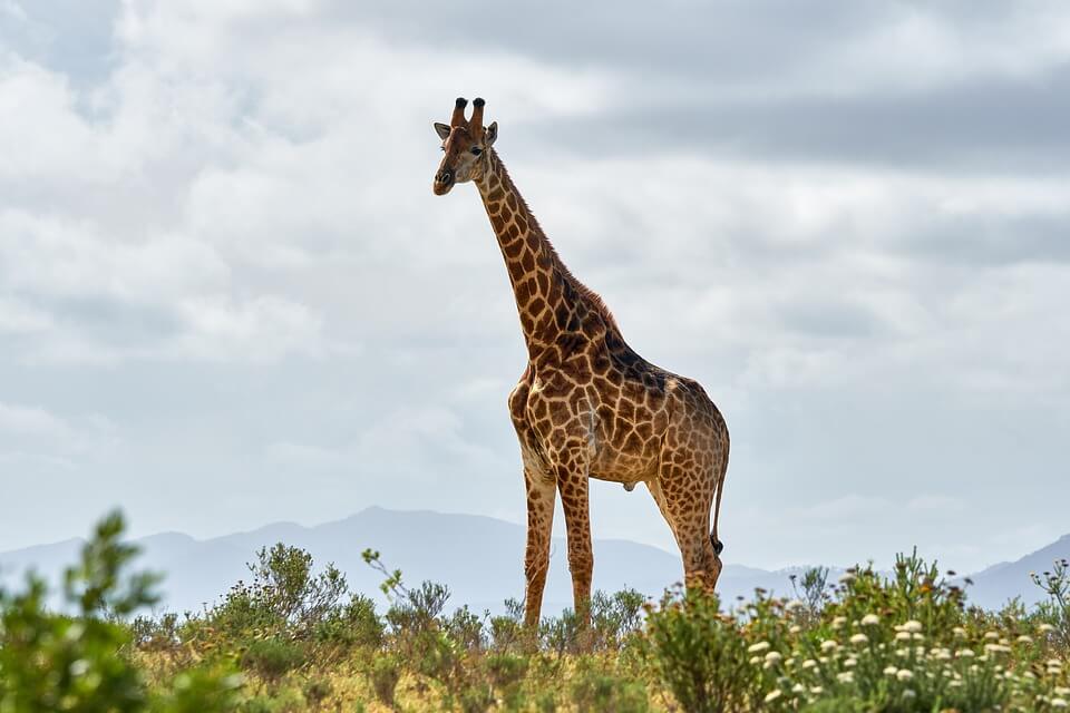 Поведінка жирафів