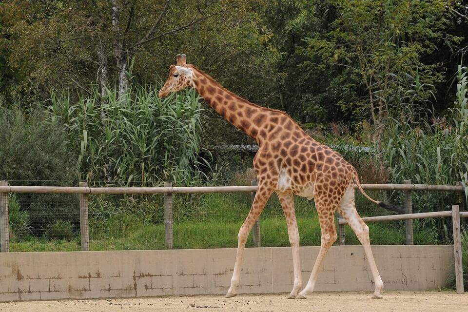 Види жирафів з фото - Кордофанська жирафа