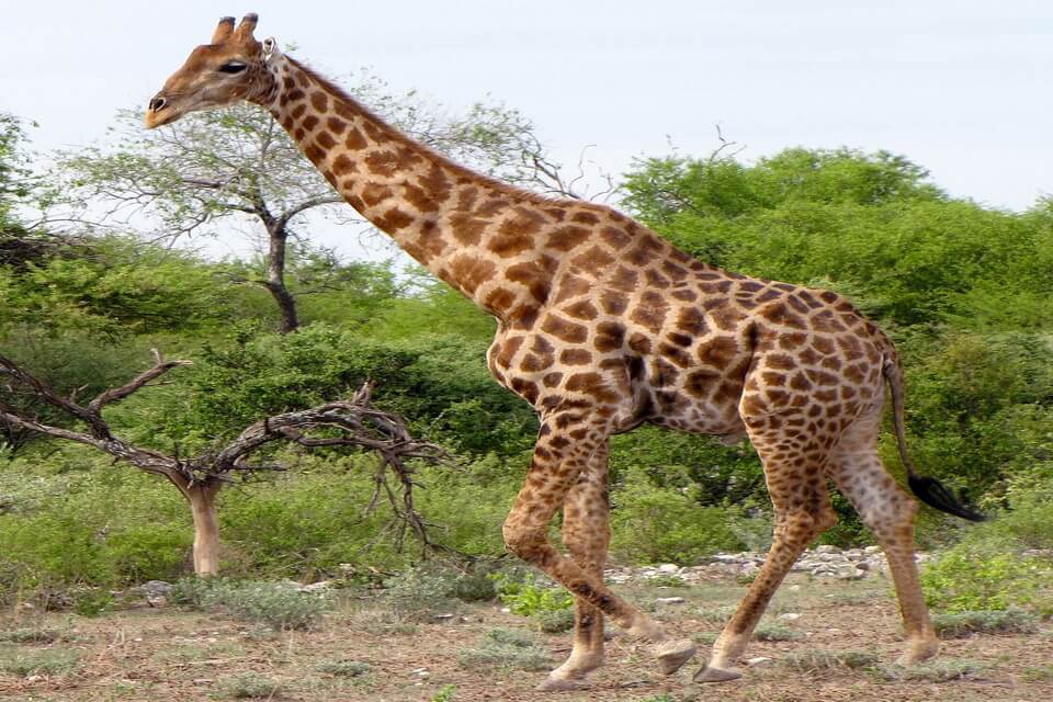 Види жирафи - Ангольська або намібійська жирафа