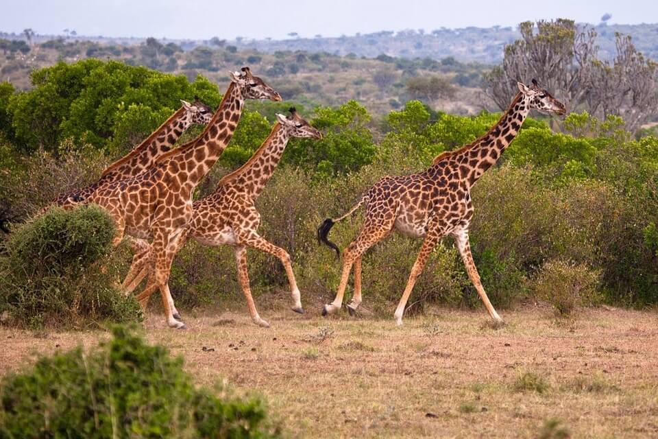 Загрози для жирафів 