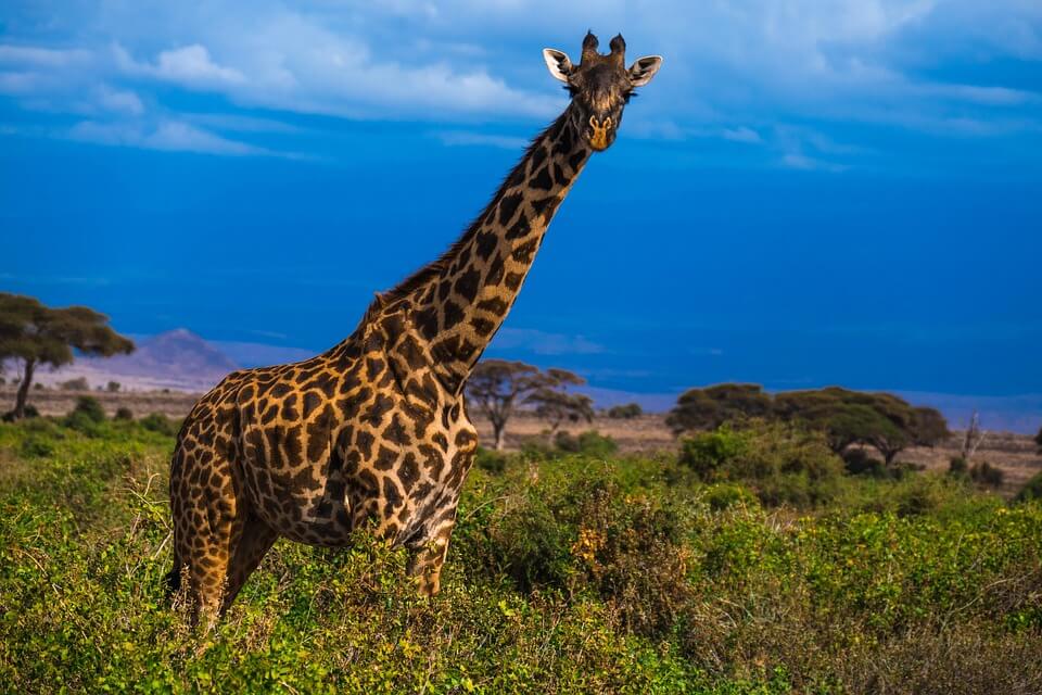 Жирафа - фото, опис, види