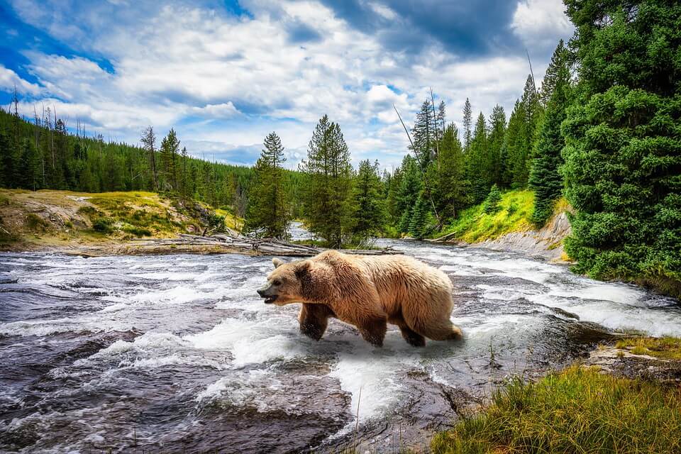 Де живе ведмідь грізлі 