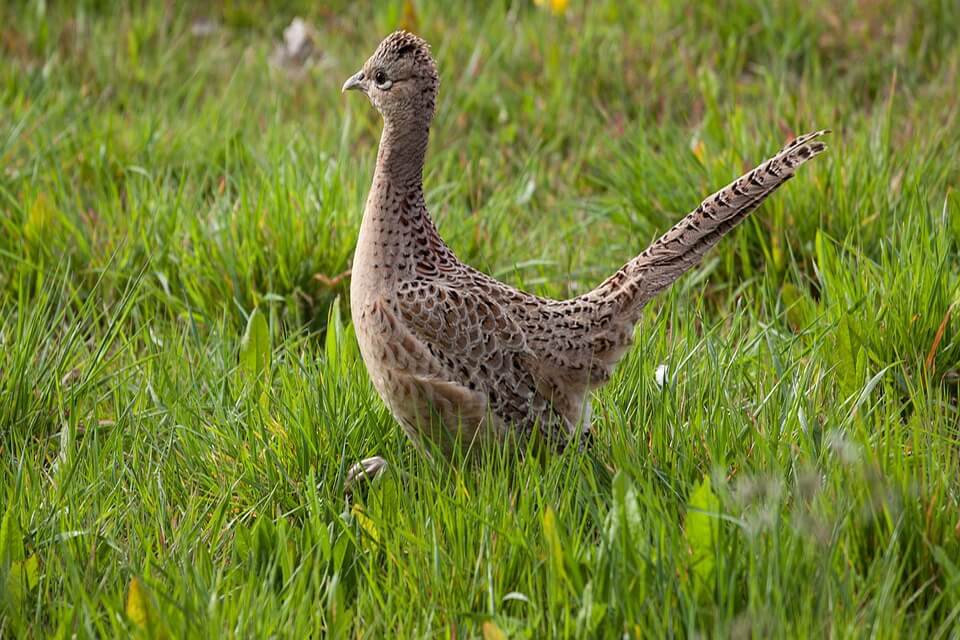Як виглядає фазан звичайний (самиця)