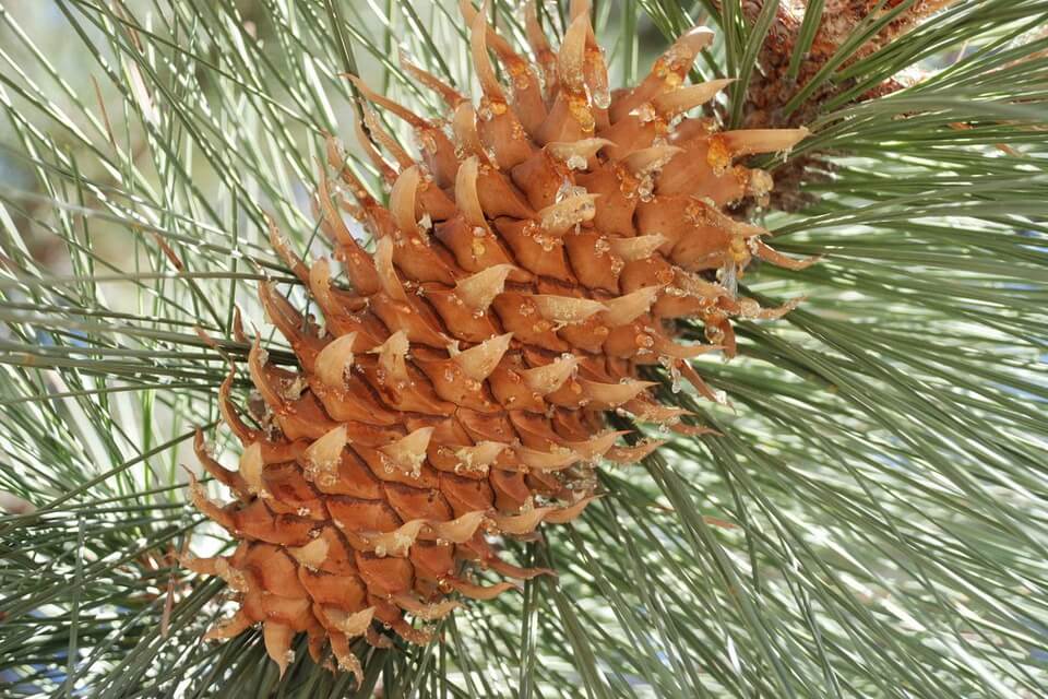 Сосна Култера (Pinus coulteri)