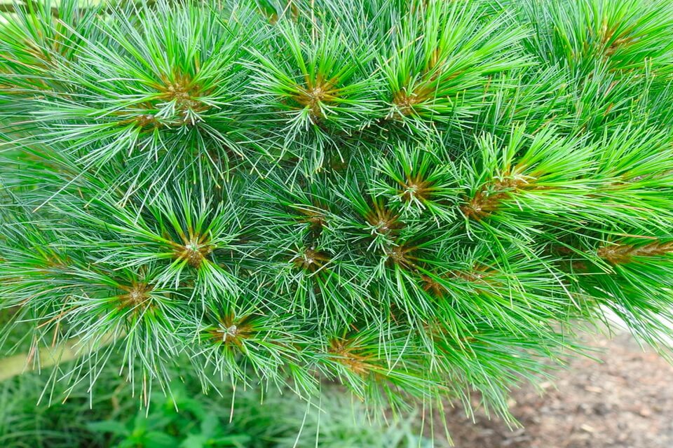 Сосна Веймута (Pinus strobus)