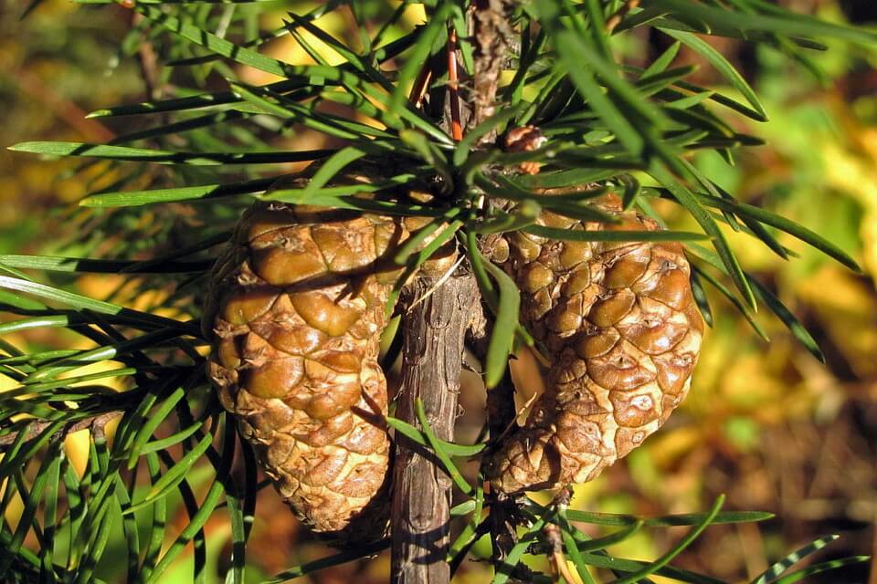 Сосна Банкса або сіра (Pinus banksiana)