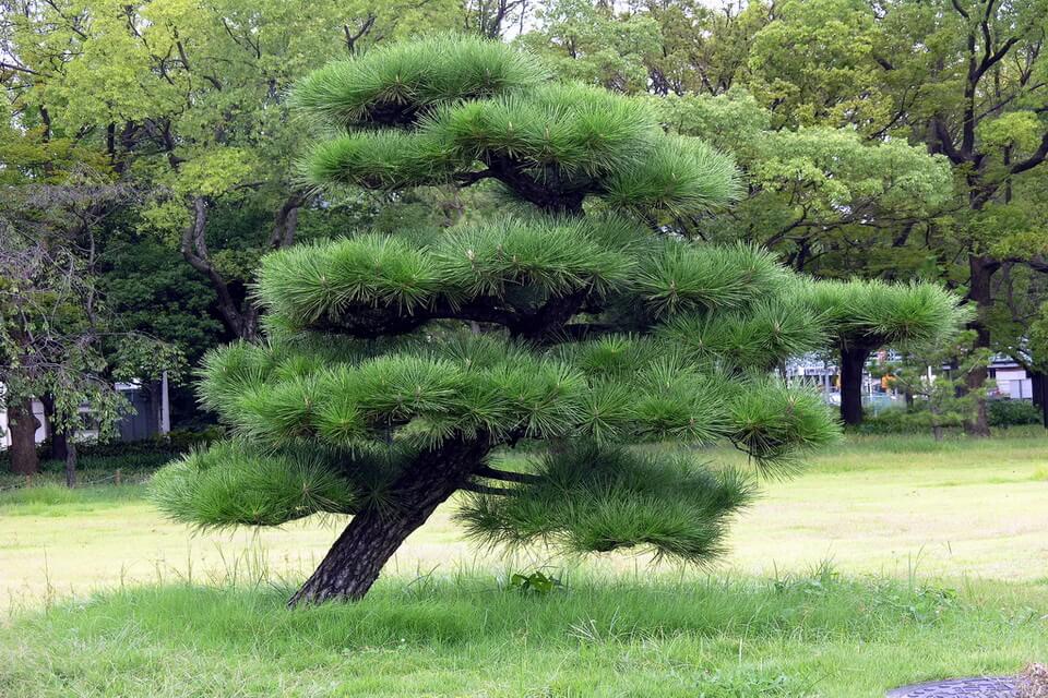 Сосна Тунберга або гірська японська (Pinus thunbergii)