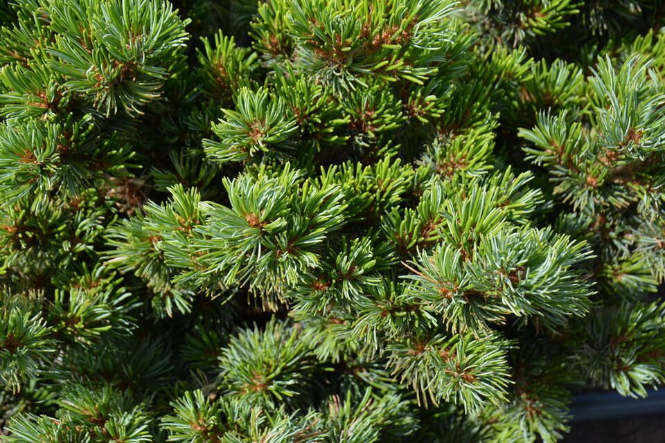 Сосна біла японська (Pinus Parviflora)