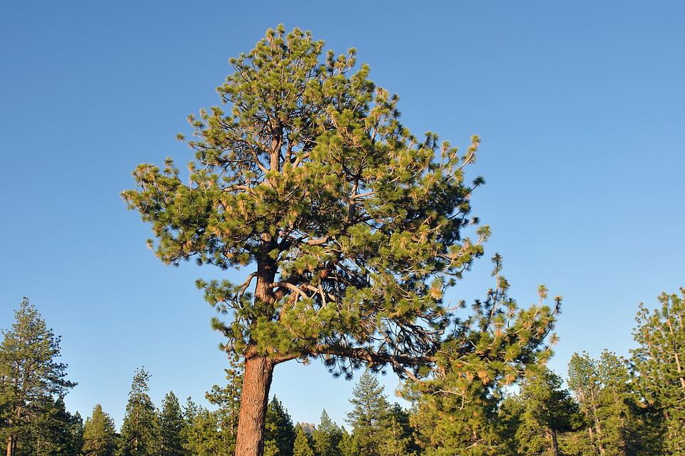 Сосна Джефрі (Pinus leffreyi)