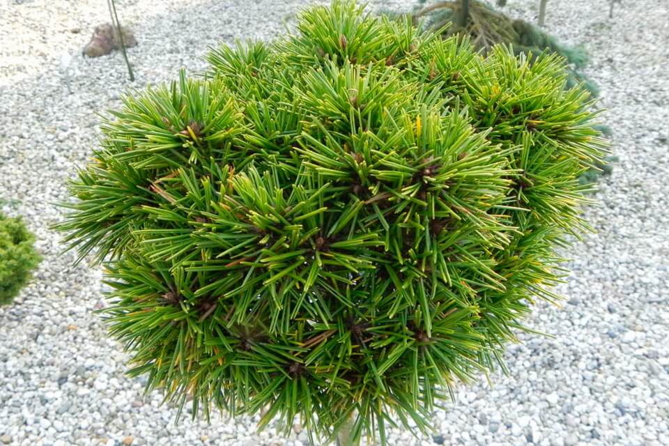 Сосна Бунге (Pinus bungeana)