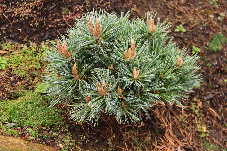 Сосна м’яка (Pinus flexilis)