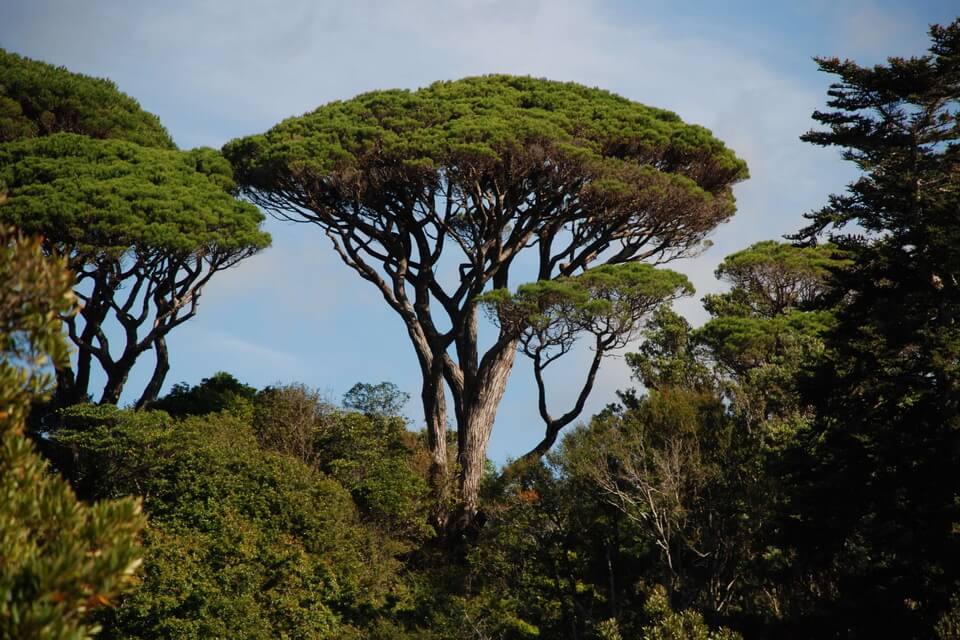 Сосна італійська або пінія (Pinus Pinea)